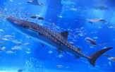 沖縄美ら海水族館