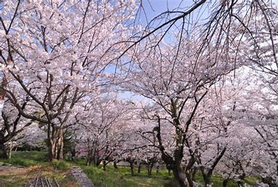 勝盛公園の画像1