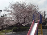 和泉町桜川公園