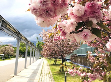 梅小路公園の画像1