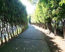 キンモクセイの並木道