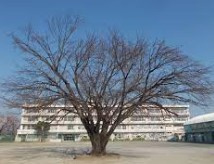 新座市立池田小学校の画像1