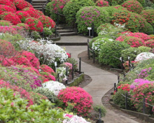 根津神社 つつじ苑