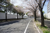 桜並木