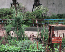 原宿ポケットパーク