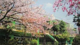 城北幼稚園