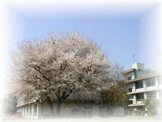 小平市立 花小金井小学校