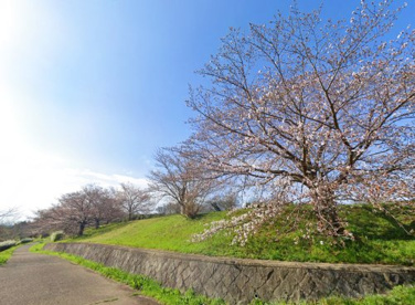 桜づつみ富野緑地の画像1