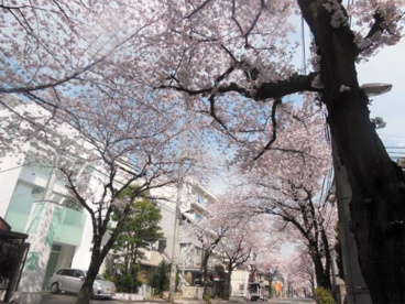 大踏切通りの画像4