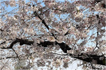 安中町五丁目公園