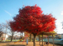 藤原町第一公園