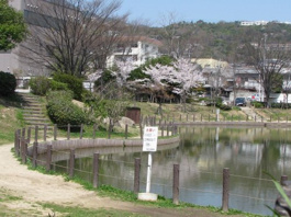 樋之池公園