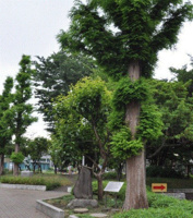 溝口緑地
