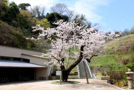 金沢八景権現山公園