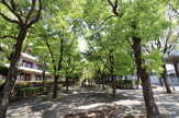 大物川緑地 歴史の散歩道