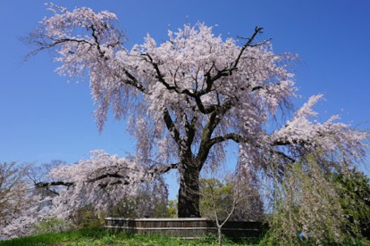 円山公園の画像1