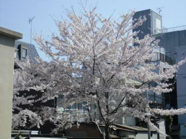 京都市立朱雀第二小学校の画像2