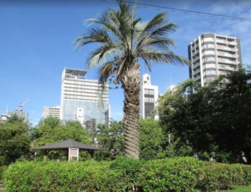 中大江公園の画像1