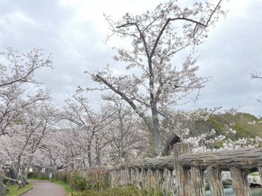 大蓮公園の画像2