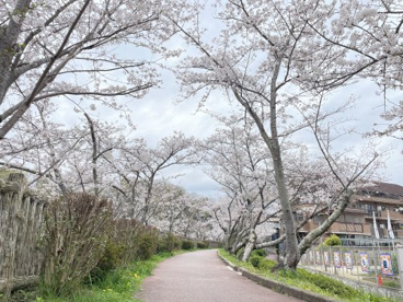 大蓮公園の画像3