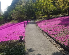 芝桜の庭園