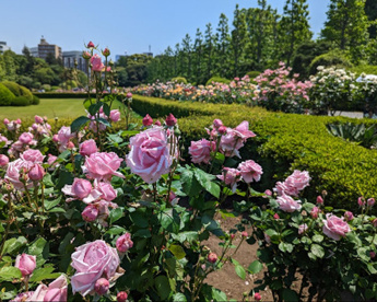 バラ花壇の画像1