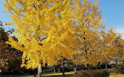 八戸の里公園の画像1