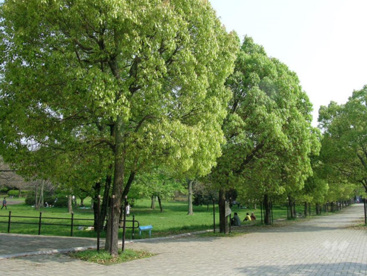 千里中央公園の画像1