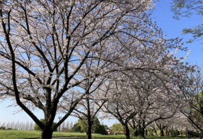 高尾さくら公園の画像1