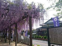 藤の里公園