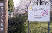 朝日さくら並木