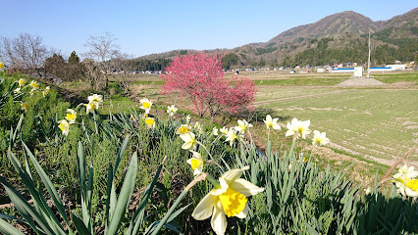 柏崎市立鯖石小学校の画像1