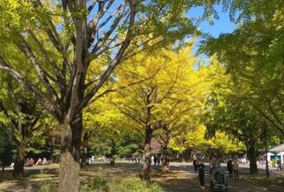 光が丘公園 の画像1