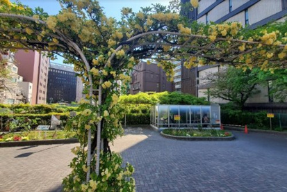 楓川新富橋公園の画像1