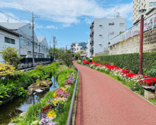 目黒川緑道