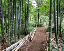 公園 松之木都市林