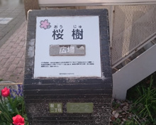 桜樹広場