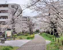 公園 烏山川緑道桜小路
