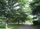 都立祖師谷公園の画像