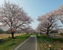 柏原河川敷公園