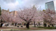 錦糸公園の画像