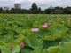 東京都立上野恩賜公園の画像
