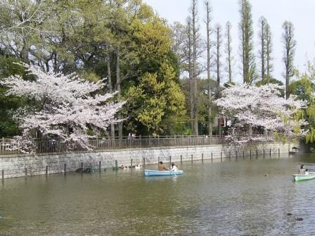碑文谷公園 こども動物広場 1981年開設 無料でウサギや犬と触れ合うことができる 他に有料でポニーへの乗馬体験やポニー乗馬教室がある 毎週月曜日 祝日の場合は翌火曜日 と祝日の翌日 年末年始は休み 目黒区立碑文谷体育館 テニス場 体育館 野球場 ボート