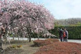 越谷梅林公園