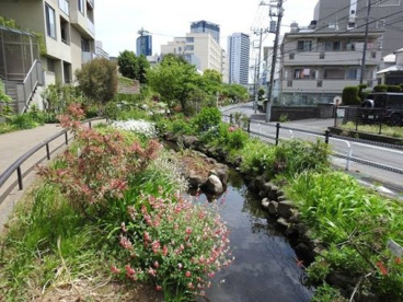 目黒川緑道の画像1