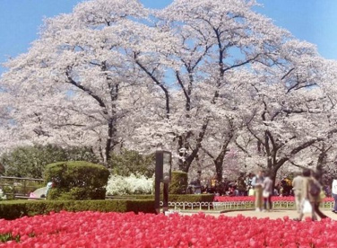 京都府立植物園【正門】の画像2