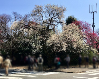 西嶺町の梅林の画像1