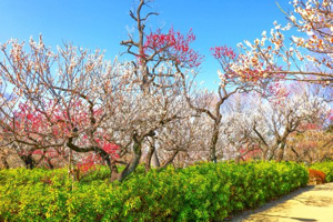 羽根木公園の画像