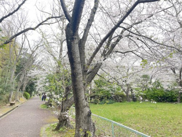竹城公園の画像3