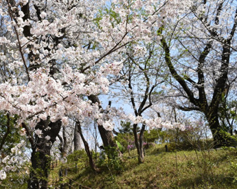 桜山の画像1